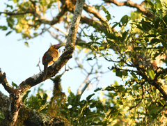 Pteroglossus bailloni