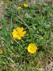 Ranunculus macranthus
