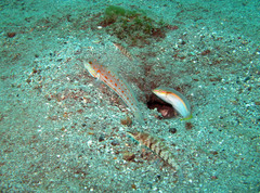Valenciennea puellaris
