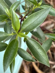 Myoporum petiolatum