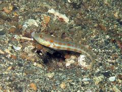 Valenciennea puellaris