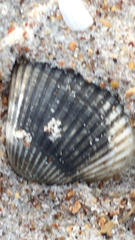 Nerita scabricosta
