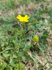 Ranunculus macranthus