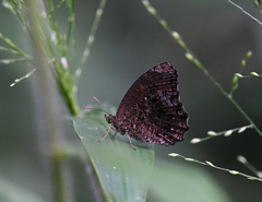 Praepedaliodes phanias