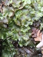 Pellia neesiana