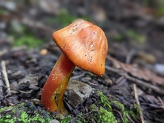 Rhodophana nitellina
