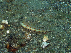 Valenciennea puellaris