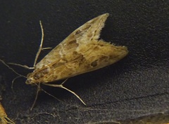 Hellula rogatalis