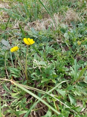 Ranunculus macranthus