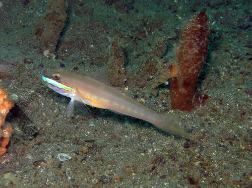 Randall's sleeper goby (Valenciennea randalli) — Gobiidae — 5
