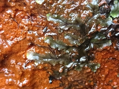 Pellia neesiana