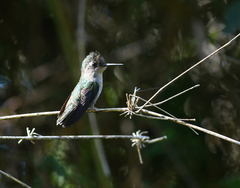 Stephanoxis loddigesii
