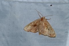 Phlogophora periculosa