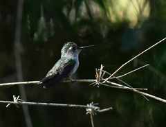 Stephanoxis loddigesii