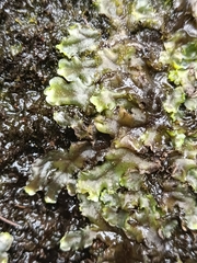 Pellia neesiana