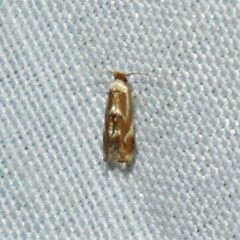 Philonome clemensella