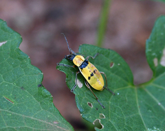 Chauliognathus flavipes