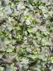 Pellia neesiana