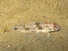 Yongeichthys nebulosus