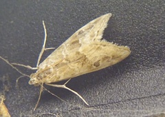 Hellula rogatalis
