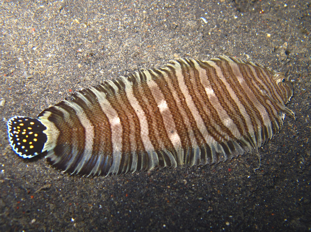 Shimaushinoshita