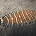 Zebrias zebra - Photo (c) Sylvain Le Bris, algunos derechos reservados (CC BY-NC), subido por Sylvain Le Bris