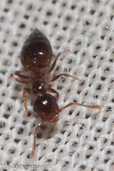 Crematogaster sordidula