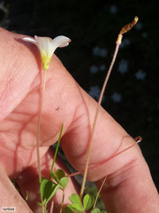Oxalis amblyosepala