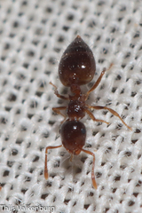 Crematogaster sordidula