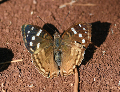 Doxocopa kallina