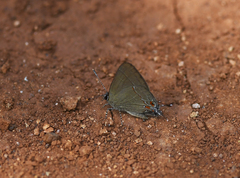 Calycopis caulonia