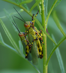 Zoniopoda tarsata
