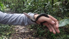 Erythrolamprus epinephalus pseudocobella