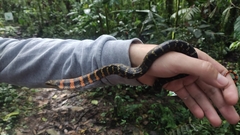 Erythrolamprus epinephalus pseudocobella