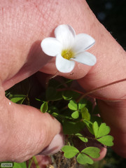 Oxalis amblyosepala