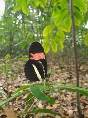 Heliconius melpomene
