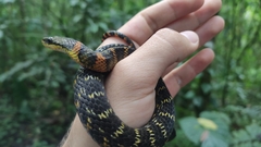 Erythrolamprus epinephalus pseudocobella