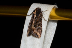 Helotropha reniformis