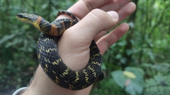 Erythrolamprus epinephalus pseudocobella