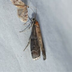 Euzophera ostricolorella