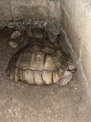 Centrochelys sulcata