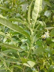 Solanum bahamense