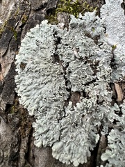 Heterodermia albicans