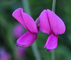 Lathyrus vestitus alefeldii