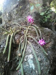 Aporocactus flagelliformis