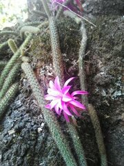 Aporocactus flagelliformis