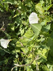 Calystegia macrostegia