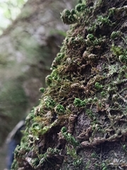 Pseudisothecium myosuroides