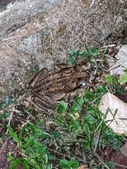 Rhinella horribilis