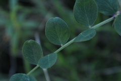 Lathyrus vestitus alefeldii